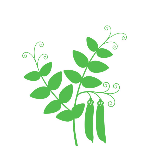 豌豆植物。白色背景上孤立的豌豆图片下载