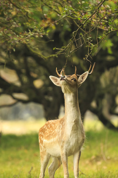 在秋天的时候，年轻的雄鹿Dama Dama带着小鹿角在黑暗的森林里行走。素材图片