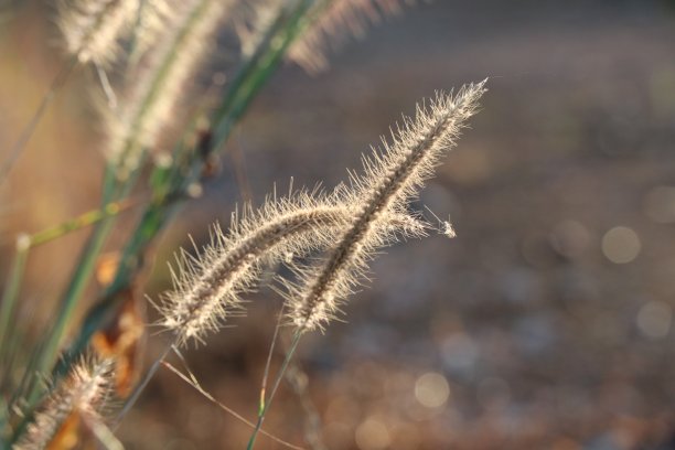 草花以温暖的光在早晨时间美丽的自然背景图片下载