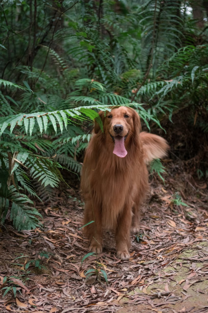 户外丛林中的金毛寻回犬图片下载