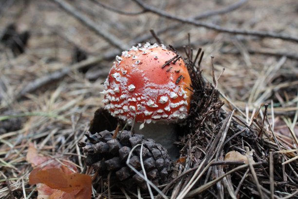 一只小鹅膏正穿过森林的地平线。图片下载
