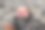 一只小鹅膏正穿过森林的地平线。图片下载