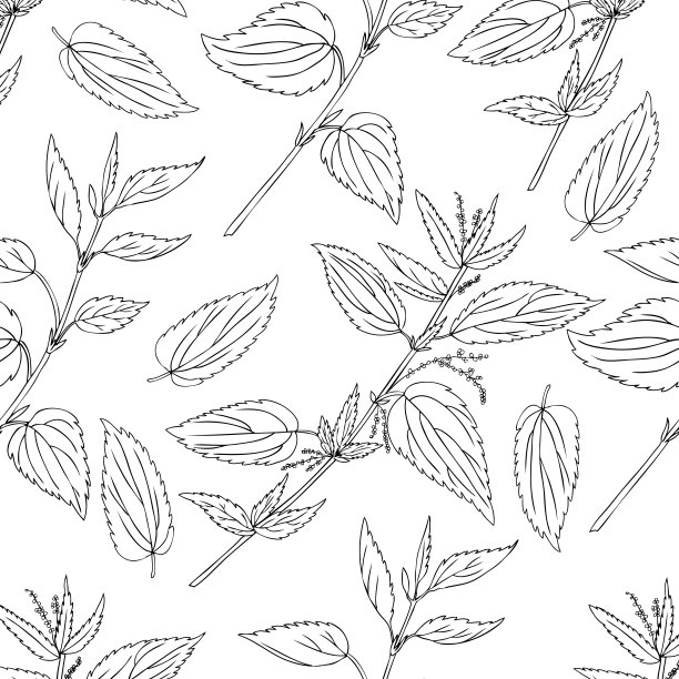 无缝花图案，荨麻野花孤立在白色的背景，手绘素描矢量涂鸦，线条艺术插图荨麻dioica设计包装茶，化妆品，天然药物图片下载