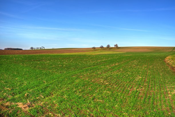春天的庄稼图片下载