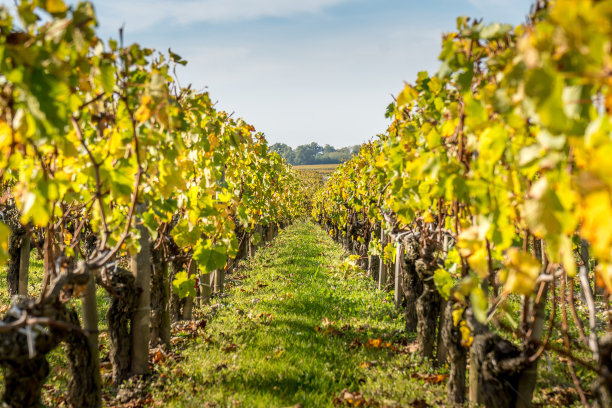秋天的日落在葡萄园附近的圣爱美浓山葡萄和树木在梅多克地区附近的法国波尔多素材图片