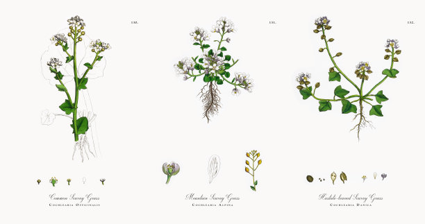 常见的坏血病草，耳蜗，维多利亚植物学插图，1863年图片下载