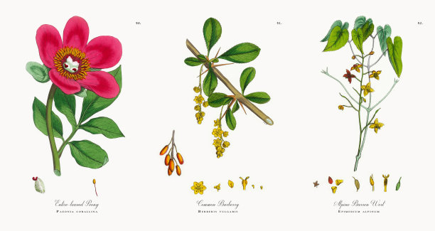 全叶牡丹，珊瑚芍药，维多利亚植物学插图，1863年图片下载
