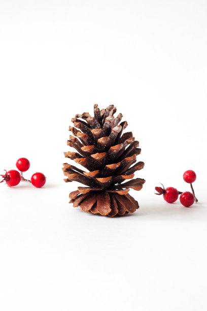 圆锥在白色背景与浆果。图片下载