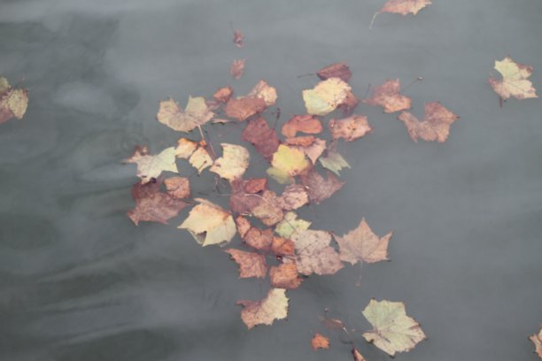 水中的落叶图片下载