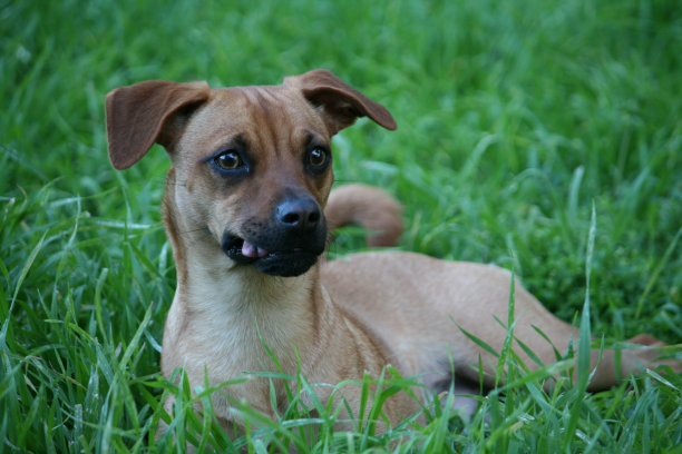草地上的狗特写镜头图片下载