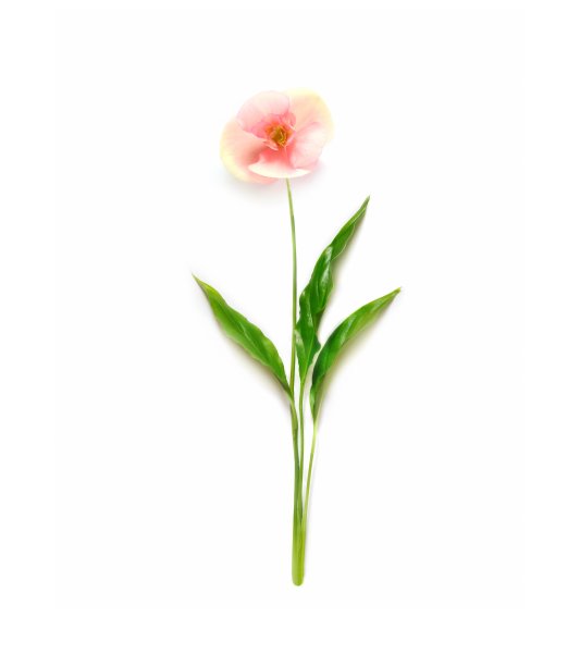 用树枝做成的极简花。平的。最小的概念。图片下载