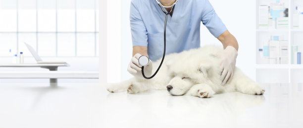 兽医诊所检查病犬，使用听诊器素材图片