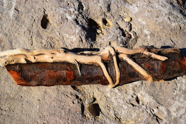 这棵寄生植物拥抱着一根粗大的树枝，永远地卡住了。图片下载