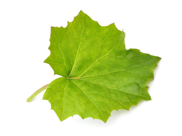 款冬叶子图片下载