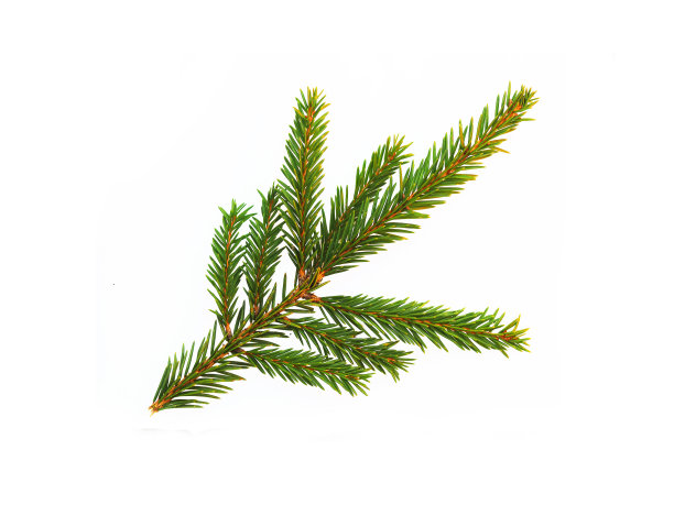 孤立在白色背景上的绿色云杉枝。砍掉常青树、冷杉树、圣诞树图片下载