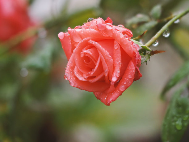 雨中的红玫瑰特写。素材图片