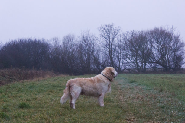 树林里的狗图片下载