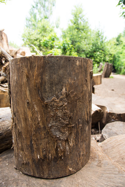 切碎的森林图片下载