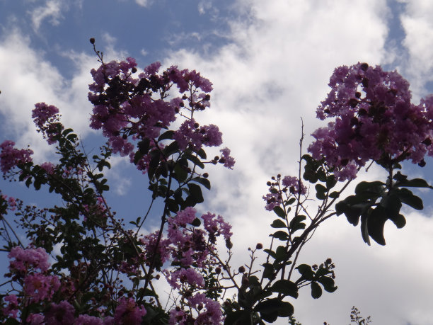天空背景上的绉花图片下载