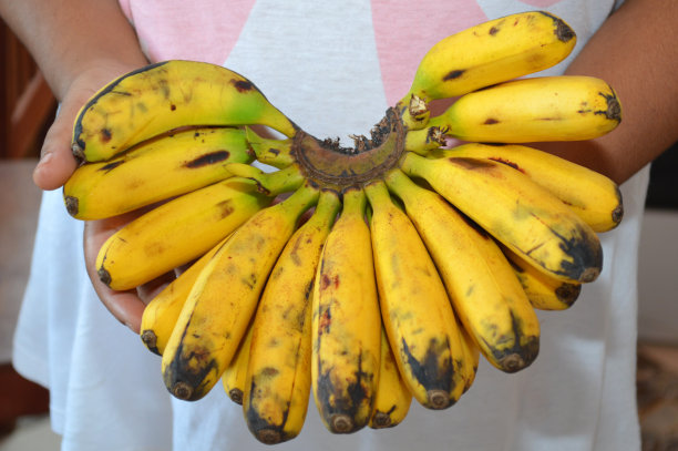 香蕉小矮人(金丝雀或矮卡文迪什)图片下载