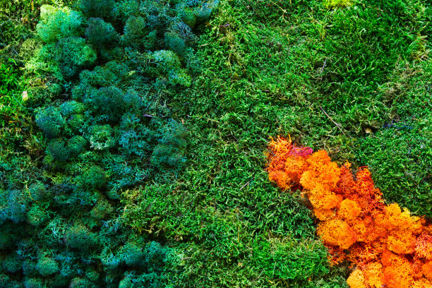 自然背景图片下载