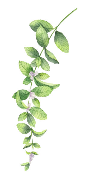 水彩向量环的薄荷树枝孤立在白色的背景。素材图片