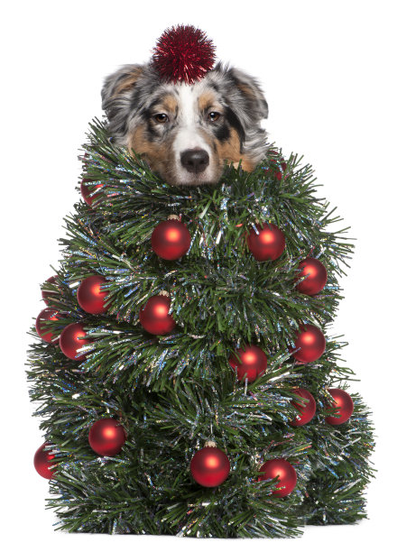 澳大利亚牧羊犬装扮成圣诞树，7个月大，白色背景图片下载