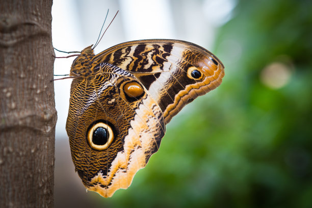 蝴蝶照片素材ID：302991198