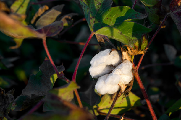 棉花种植园图片下载