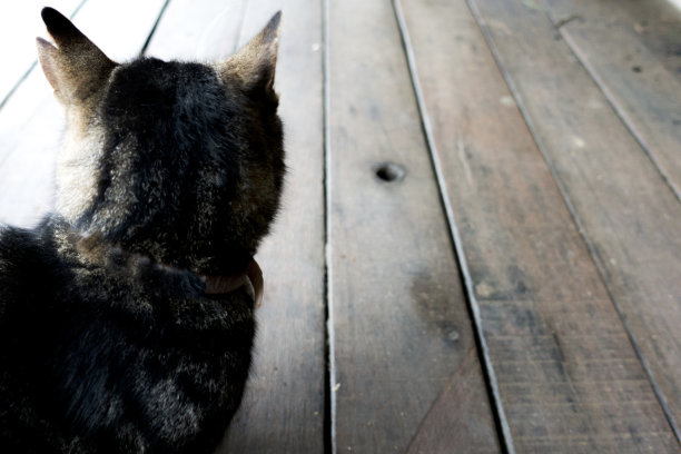 后面的猫图片下载