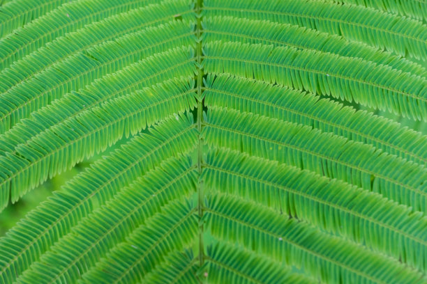 选择聚焦浅景深的野地绿叶背景图片天然植物攀缘金合欢叶、金合欢叶。泰国蔬菜植物图片下载