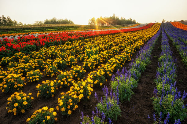 田野里鲜花盛开图片下载