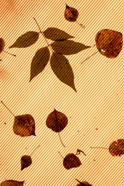 透明塑料屋顶上的树叶图片下载