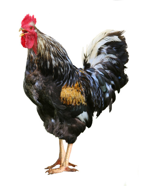 鸡彩色公鸡孤立在白色背景图片下载