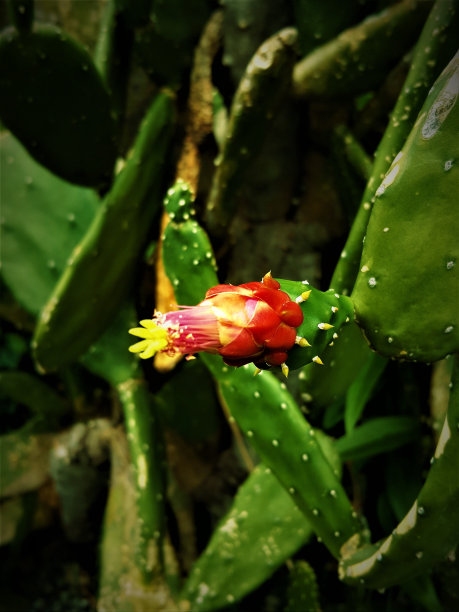 仙人球仙人掌图片下载