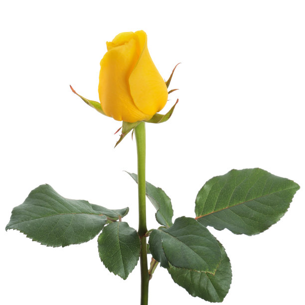 黄色的玫瑰花蕾图片下载