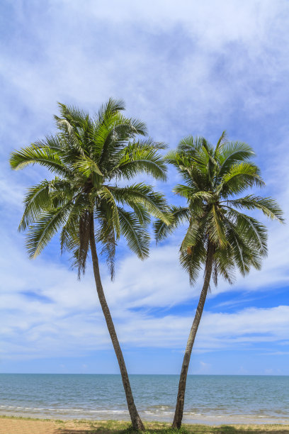 两个椰子树。图片下载