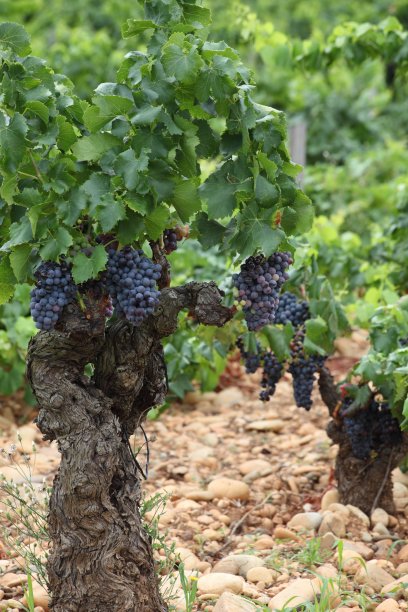 红酒葡萄园，普罗旺斯，法国图片下载