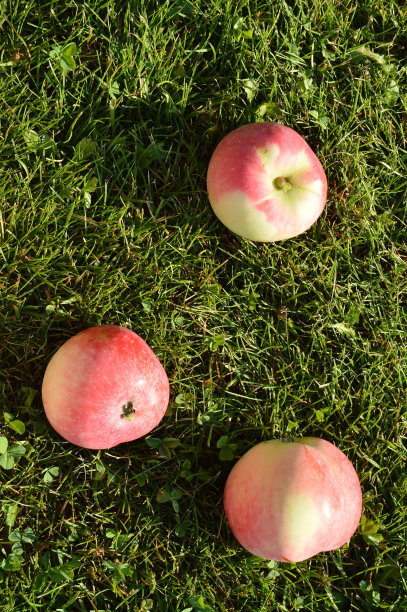 新鲜的苹果躺在夏季花园的草地上的特写，垂直照片，俯视图图片下载