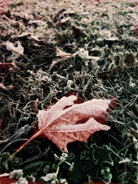 冷淡的秋叶图片下载