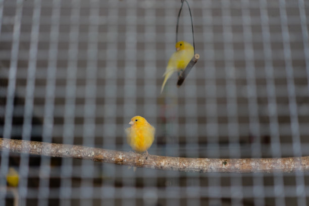 两只黄绿色的金丝雀在铁笼后面图片下载