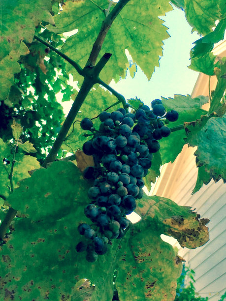 在藤上成熟的加利福尼亚葡萄图片下载