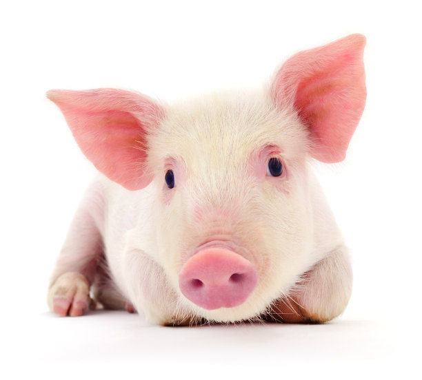 猪在白图片下载