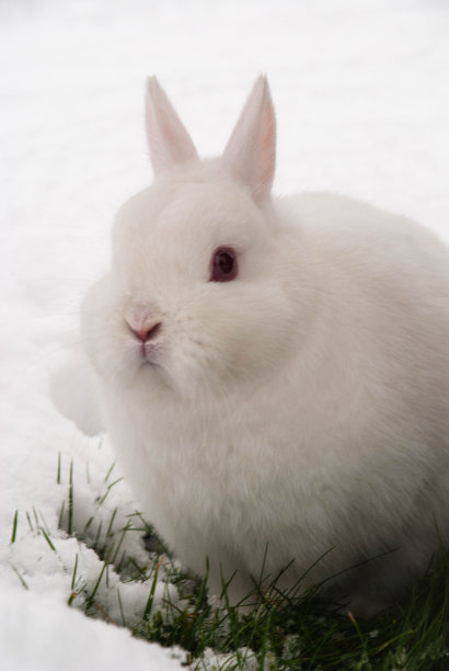 白雪覆盖的花园里的一只白兔图片下载