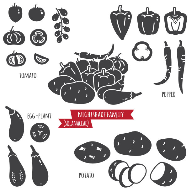 一组线条图标。蔬菜、茄(马铃薯)科。图片下载