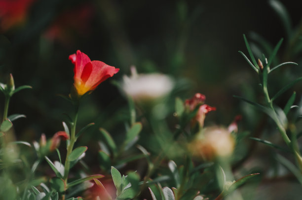 靠近花园中绿色植物上美丽的花朵-仿空间-复古风格图片和复古色彩图片下载