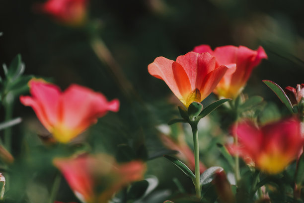 靠近花园中绿色植物上美丽的花朵-仿空间-复古风格图片和复古色彩图片下载