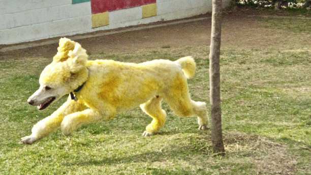 黄色标准贵宾犬在万圣节奔跑图片下载