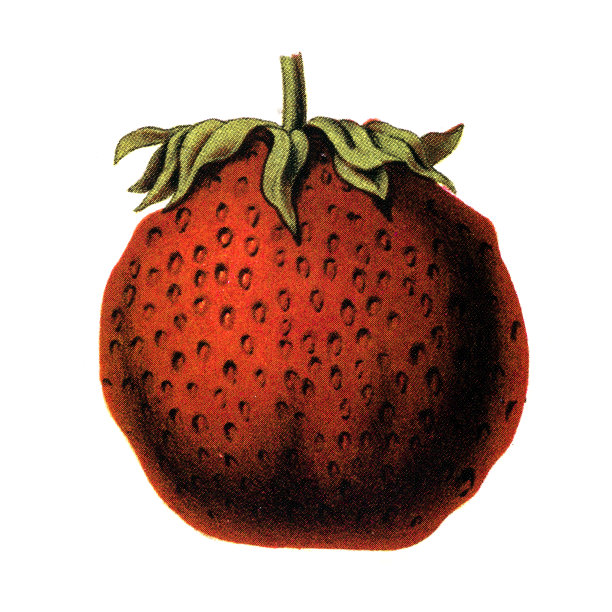 草莓草图图片下载