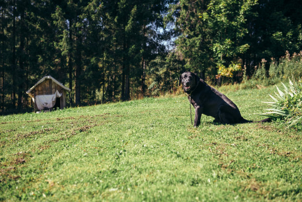 狗在山的一边图片下载